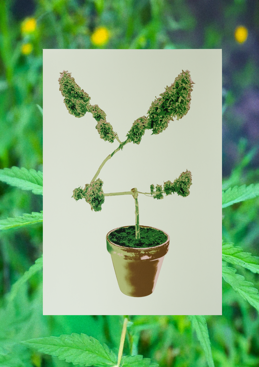 YLT PLANT PRINT